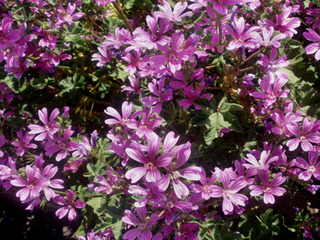 Lavatère arbustive (Lavatera)
