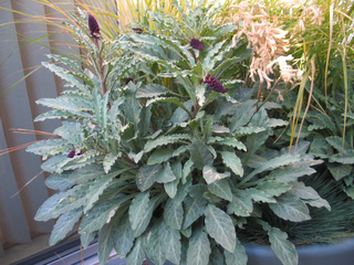 Lysimachia atropurpurea