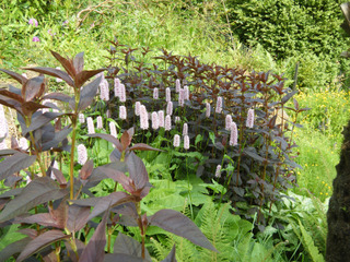 Lysimachia ciliata pourpre et persicaire