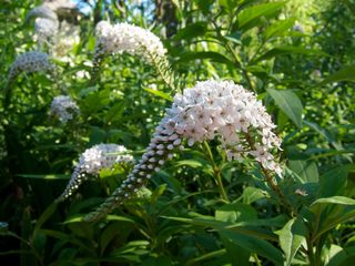 Lysimachia clethroïdes