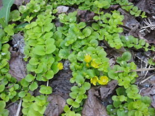 Lysimachia nummularia