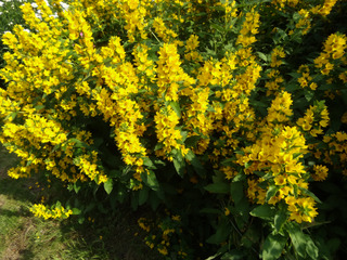 Lysimachia punctata