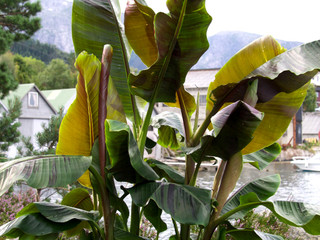 Musa sikkimensis 'Red Tiger'