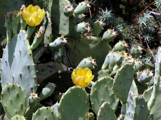 Opuntia humifusa