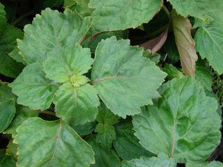 Feuilles de patchouli (Pogostemon cablin)