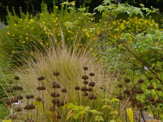 Phlomis et graminée en hiver