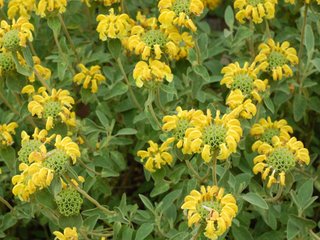Phlomis en fleurs