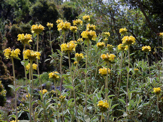 Sauge de Jérusalem - Phlomis fruticosa