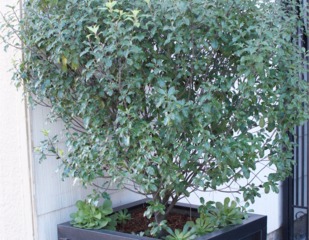 Pittosporum tenuifolium cultivé en bac