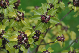 Pittosporum à petites feuilles (Pittosporum tenuifolium)