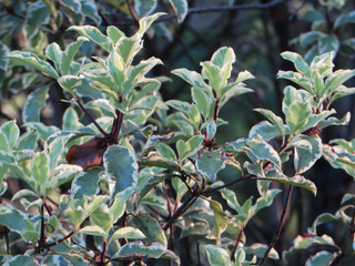 Pittosporum tenuifolium 'variegatum'