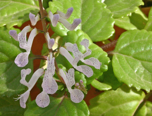 Plectranthus australis - Fleurs