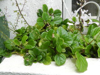 Plectranthus australis (syn. Plectranthus verticillatus)