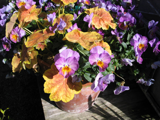 Heuchère 'Tiramisu' et violas