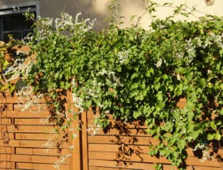 Renouée grimpante - Fallopia baldschuanica