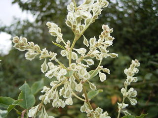 Renouée grimpante - Fallopia baldschuanica - Fruits