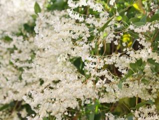 Renouée grimpante - Fallopia baldschuanica