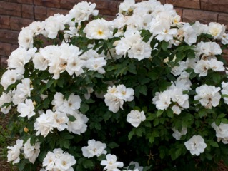 Rosier White Knock Out® - Meilland