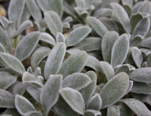 Stachys byzantina - Oreille d'ours