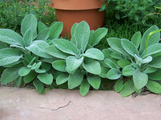 Stachys byzantina 'Helen von Stein'