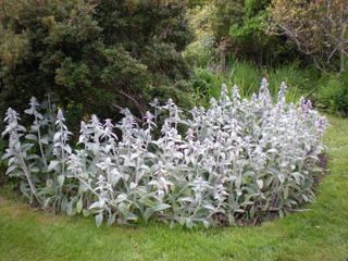 Stachys byzantina en fleurs dans un massif