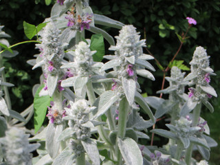 Stachys byzantina en fleurs