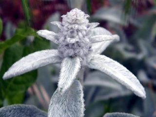 Stachys byzantina, Stachys lanata - Fleurs