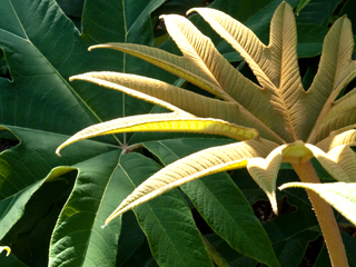 Tetrapanax papyrifera