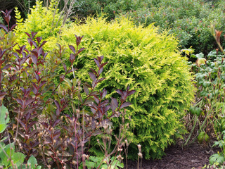 Thuja occidentalis 'Aurea Nana'