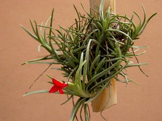 Tillandsia