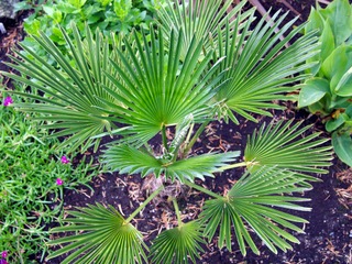 Trachycarpus wagnerianus