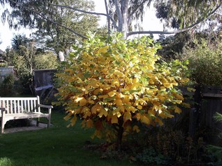 Tulipier nain