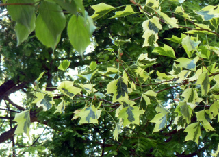 Liriodendron tulipifera aureomarginatum