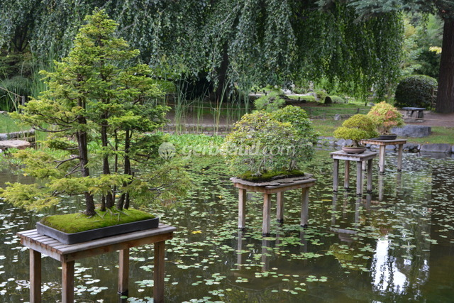 Faire un bassin de jardin japonais, bassins jardin, faire soi même  Maison