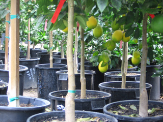 Citrus vendus en pots en jardinerie