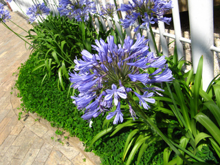 Agapanthes - Bordure