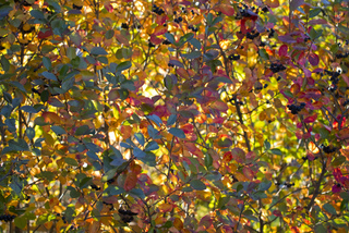 Aronia en automne