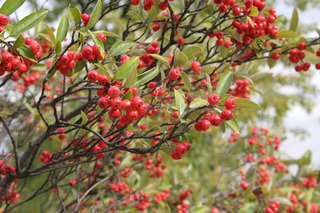 Aronia arbutifolia - Baies (drupes)