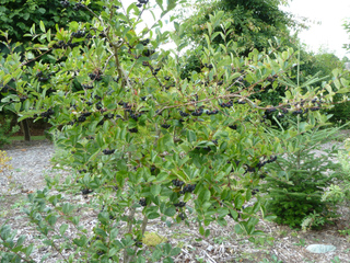 Aronia melanocarpa