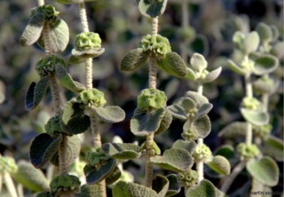 Ballota acetabulosa