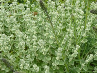 Ballota pseudodictamnus