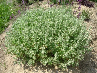 Ballota pseudodictamnus et lavandes