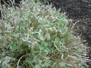 Ballota pseudodictamnus en fin d'hiver