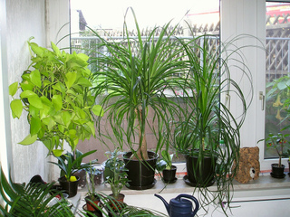 Beaucarnea (au centre)