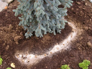 Plantation de bulbes de chionodoxa au pied d'un sapin