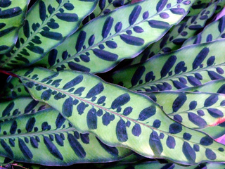 Calathea insignis - Feuillage