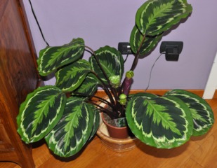 Calathea