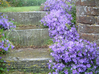 Campanules le long d'un escalier