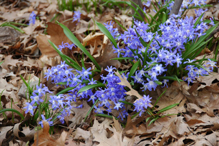 Chionodoxa luciliae