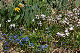 Chionodoxa bleus et roses et jonquilles